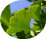 http://www.arbre.org/images/plantes/Ginkgo%20Biloba/1024-768_Ginkgo%20Biloba_feuille_06-08-2011_19-06-43.jpg